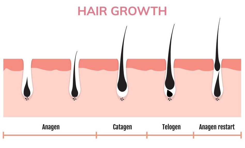 Hair Growth Stages